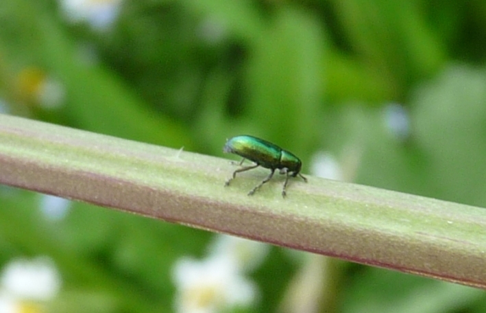 Piccoli curculionidae: Baris cuprirostris